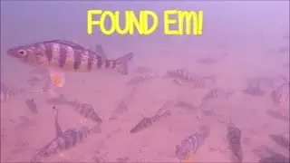 INSANE Underwater Footage! (Big Gunpowder Yellow perch SPAWN!)