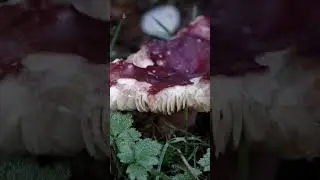 Unbelievable California Redwoods
