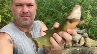 РЫБАЛКА НА ВЕРШУ ЛИНЬ🐠#линь