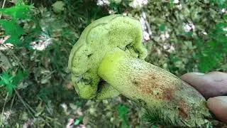 Caloboletus calopus (Boletus calopus) ljeponogi vrganj