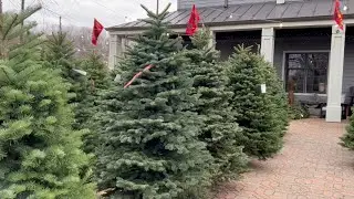 Getting a Christmas Tree At Merrifield Gardens