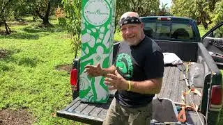 Planting a Mail Order Mango Tree