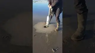 Клэммер показывает, как добывать морских гребешков на побережье Орегона #гребешки #охота #рыбалка...