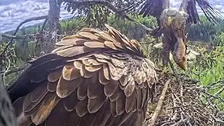 Jūras ērgļis~ 🐋😎😲Huge carp by Zorro! Milda takes the fish! Both ate~12:17 PM 2025/05/23