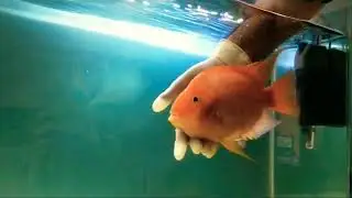 Blood red parrot (king kong) likes to play with my hand