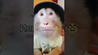 Фортинайти Илья бабаджи #путін #бибизяны #обезьяны #забибизян #монке #монки #брадок #брад #омерика