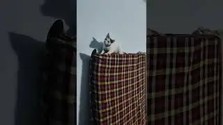 Cat playing alone #cat #funnycats #sadstory