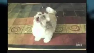 Defiler  Cryomancer Dog version  Not vine