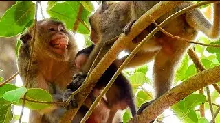 Grabbing Baby Maci From Merri & Bite Mom, Why Dee Dee So Stupid Like This?|#Monkey Nightmare