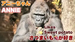 アニーちゃんは、サツマイモが好き【Annie likes sweet potato】2026.01.12