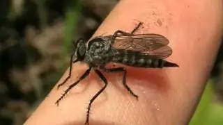 Bellissima 