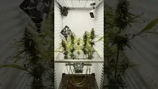 DAY #71 - Bubble Gum Sherb 🥦 Fridge grow 2.0 #indoorgrowing #cannabisgrower #fridgegrow