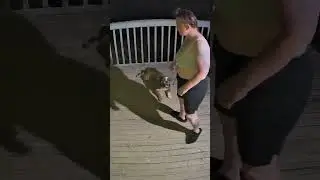 This English bulldog is so stubborn.