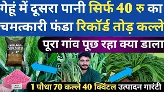 गेहूं दूसरा पानी सिर्फ 40 का चमत्कारी फंडा इतना फुटाब की पूरा गांव पूछेगा || Gehu Ki Kheti  || Gehun