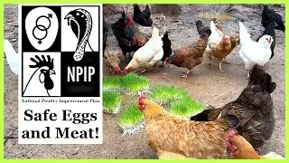 NPIP Certification - Chicken Safety! - Are Your Eggs & Meat Safe?