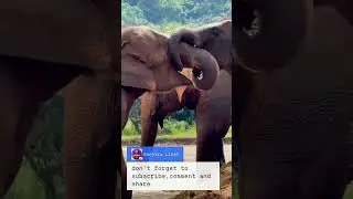 Elephant Love Language - Kissing