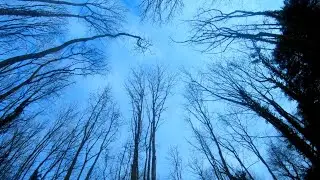 Walking around Arnos Vale cemetery and woodland bristol