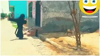 Gorilla attack Dog's, funny videos, animal funny videos