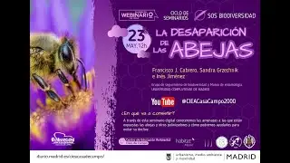 Webinario: La desaparición de las abejas