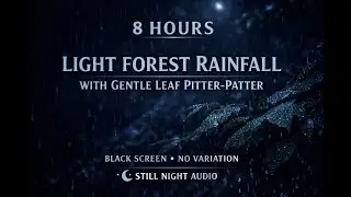 8 Hours Light Forest Rainfall Gentle Pitter-Patter - Black Screen, No Variation | Still Night Audio