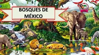 Bosques de M&eacute;xico