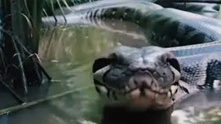 Giant Python Moving Silently in Shallow Water | Deep Jungle Encounter