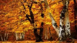 Ephilexia - Autumn Fever