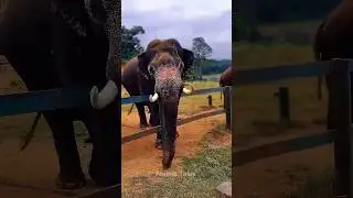 2019 Last 💔 his 😭Dasara elephant Eshwara #elephant #abhimanyu #bheema #bhima