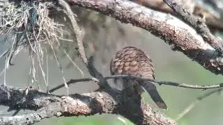 Tortolita cola larga