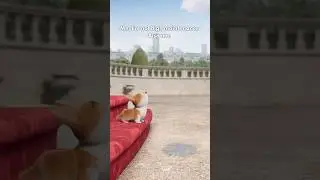 👑 Hurry up&hellip; | The Queen&rsquo;s Corgi | nWave Studios #thequeenscorgi #corgi #puppy #diva #animation