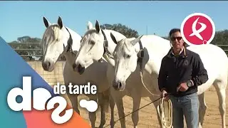 150 a&ntilde;os de historia de una de las mejores yeguadas del pa&iacute;s | Dos de tarde
