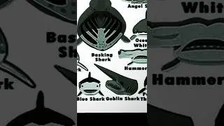 types of shark | goblin shark | part-1 #shorts #ytshorts #foryou #shark #scary #viral