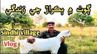 🐐 Life of Goat Herders in Sindh