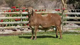 Meatmaster Ram - NITRO! He is a TORCH son, and a BOSCH grandson!