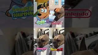 Ma boubou Talia #bouledogue #bouledoguefrancais #frenchbulldog #bulldog