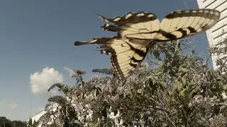 Butterflies in a Rural Wind