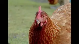 join me as i film some chickens at my grandmas place