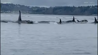 J-pod orcas spotted near Point Robinson