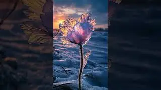 Одинокий цветок #sunset #nature #flowers