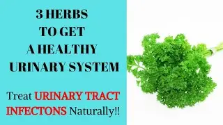 3 Herbs To Get A Healthy Urinary System | Treat UTI Naturally | Natural Remedies