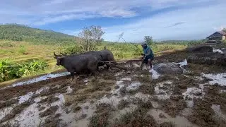 PEROSES MENGARU SAWAH KARENA AKAN DI TANEMI PADI 🔥🔥