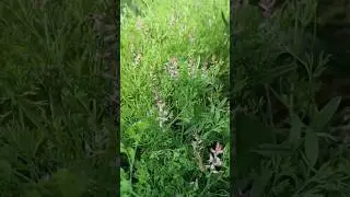 शाहतरा , पित्तपापडा बूटी