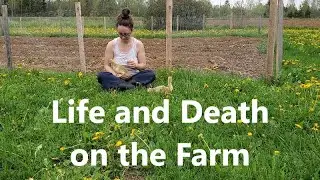 Life and Death on the Farm - S01E14
