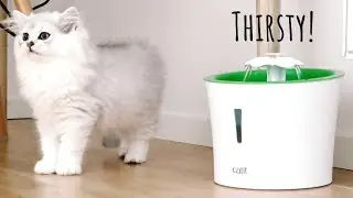 Catit Flower Fountain unboxing and review &ndash; British Longhair kitten is thirsty