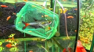 Стеклянную Тетру и Расбору на нерест