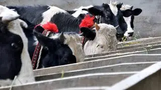 Yak video| Cattle-raising cooperative helps villagers rise above poverty