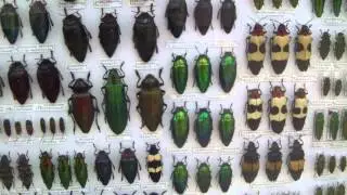 Buprestidae. Златки.