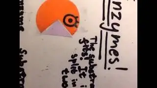 Enzymes mini tutorial