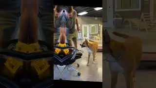 Dog Training in Houston TX #houstondogtraining