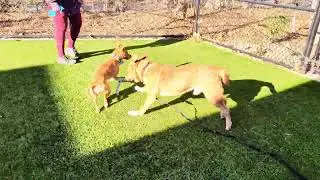 Christmas Surprise and Guava become Friends 20260116